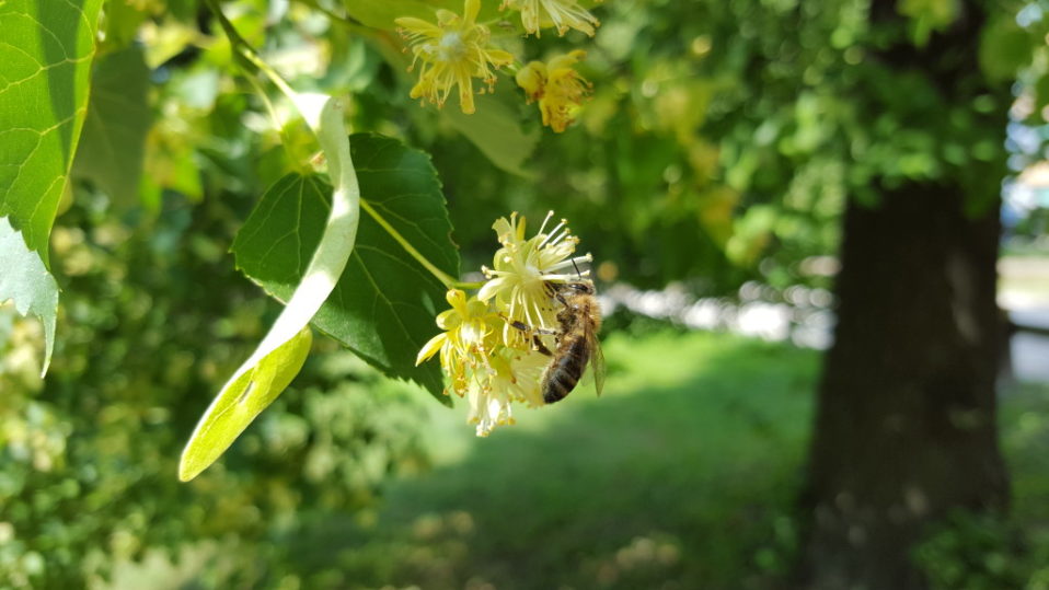 Mądra pszczoła nie pije ze zwiędłego kwiecia